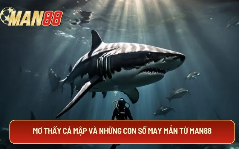 Mơ thấy cá mập và những con số may mắn từ MAN88