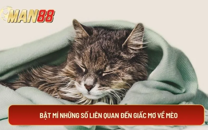 Bật mí những số liên quan đến giấc mơ về mèo