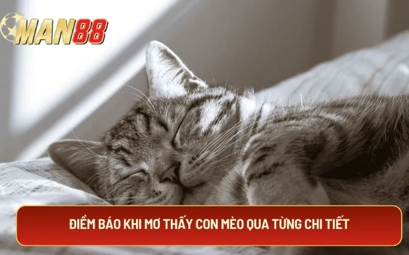Điềm báo khi mơ thấy con mèo qua từng chi tiết