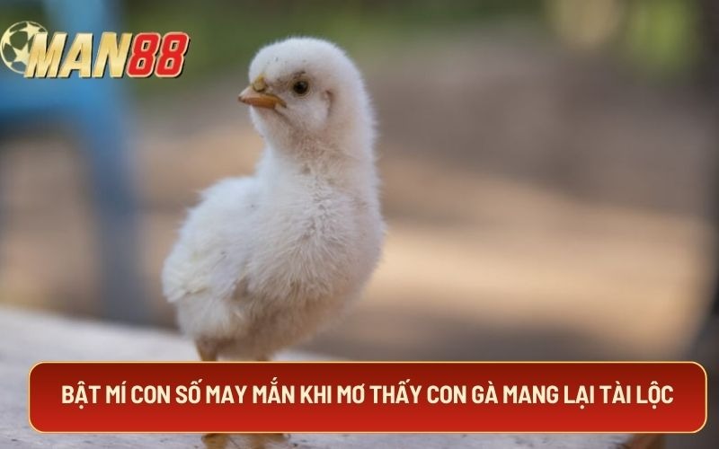 Bật mí con số may mắn khi mơ thấy con gà mang lại tài lộc