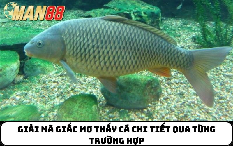 Giải mã giấc mơ thấy cá chi tiết qua từng trường hợp