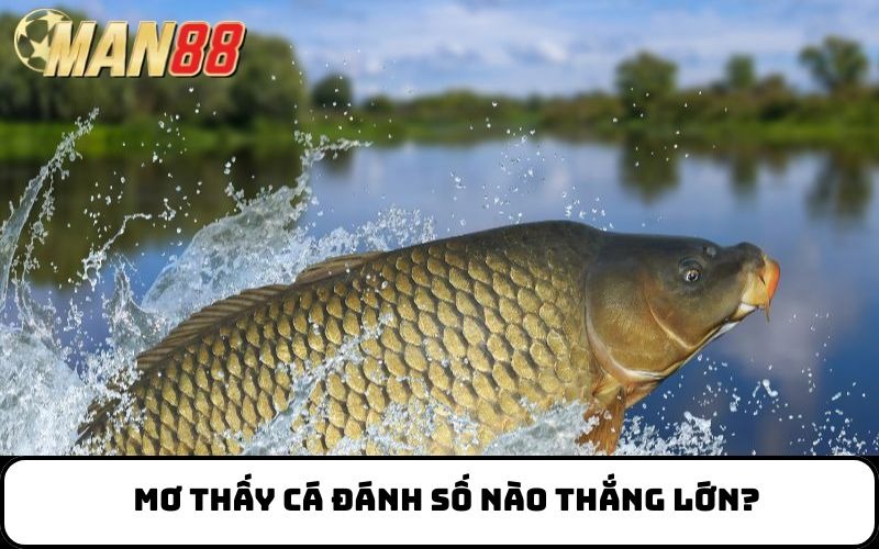 Mơ thấy cá đánh số nào thắng lớn?