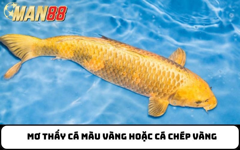 Mơ thấy cá màu vàng hoặc cá chép vàng