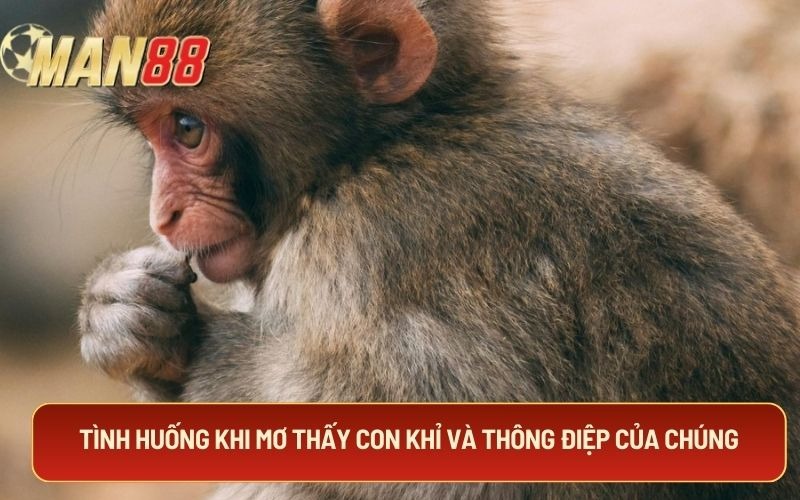 Tình huống khi mơ thấy con khỉ và thông điệp của chúng