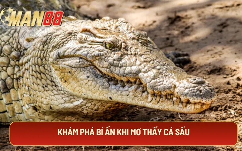 Khám phá bí ẩn khi mơ thấy cá sấu