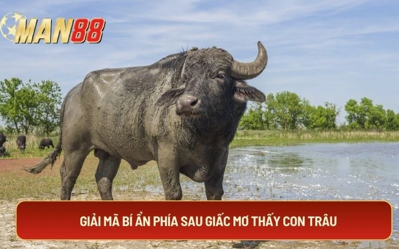 Giải mã bí ẩn phía sau giấc mơ thấy con trâu