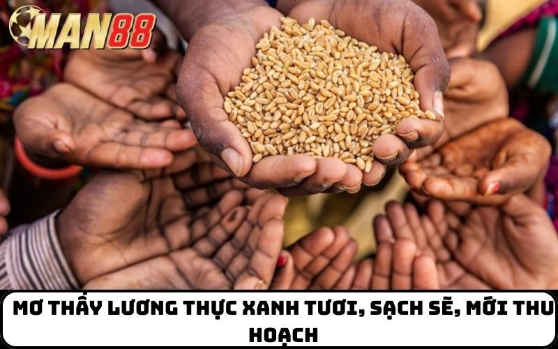 Mơ thấy lương thực xanh tươi, sạch sẽ, mới thu hoạch