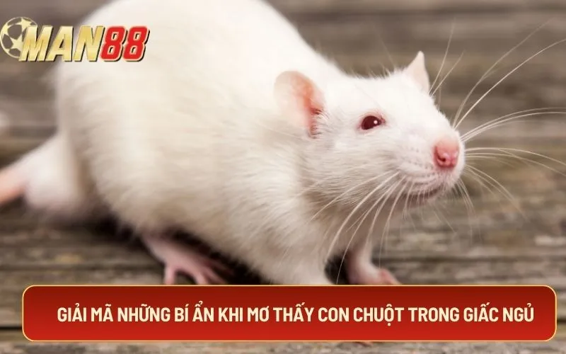 Giải mã những bí ẩn khi mơ thấy con chuột trong giấc ngủ