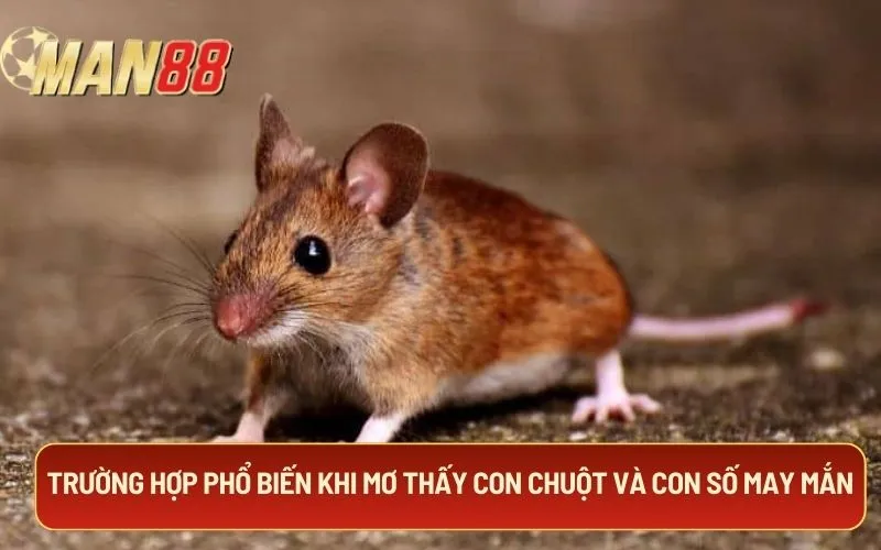 Trường hợp phổ biến khi mơ thấy con chuột và con số may mắn