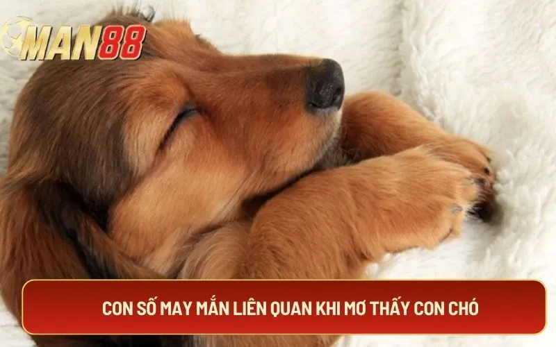 Con số may mắn liên quan khi mơ thấy con chó