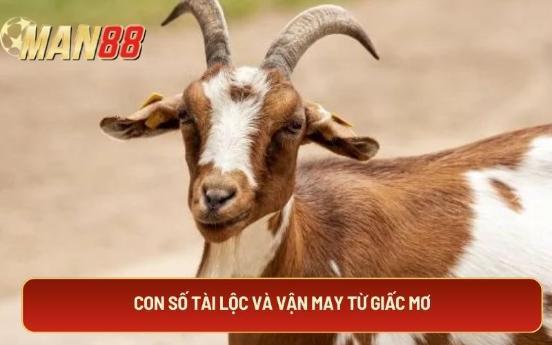 Con số tài lộc và vận may từ giấc mơ